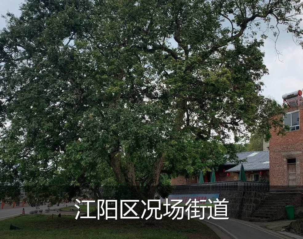 江阳区况场街道